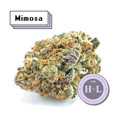 This strain has a flavor profile featuring sweet citrus and floral notes. . Leafly mimosa
